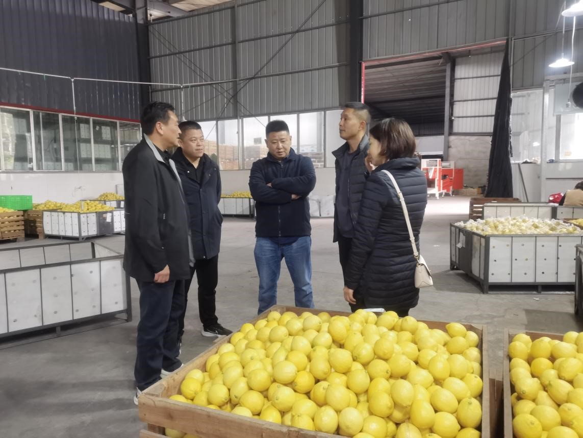 調(diào)研檸檬之都，探尋水果合作機(jī)遇